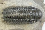Detailed Crotalocephalina Trilobite Fossil - Atchana, Morocco #383415-2